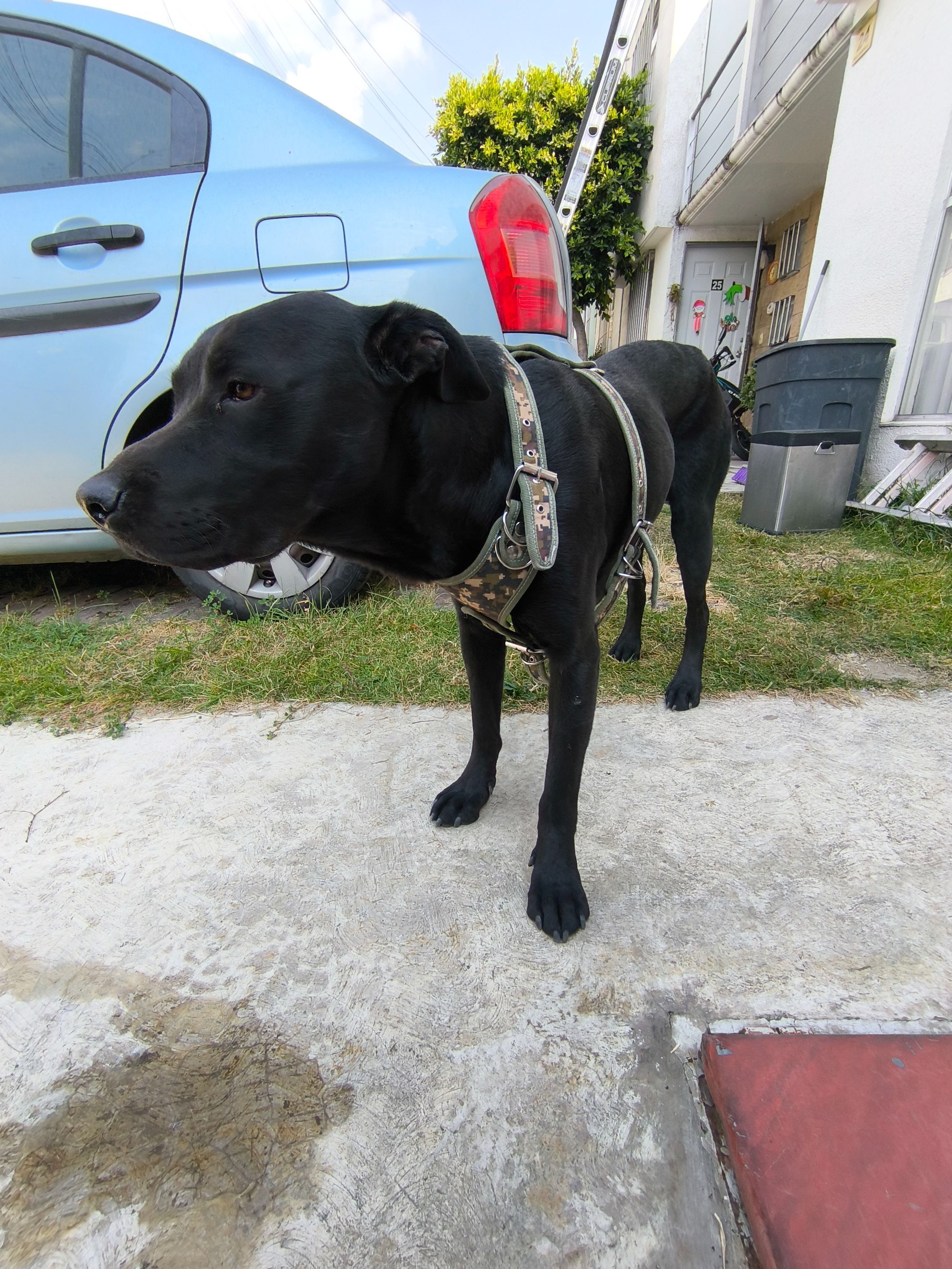 Perro Labrador Negro Encontrad...