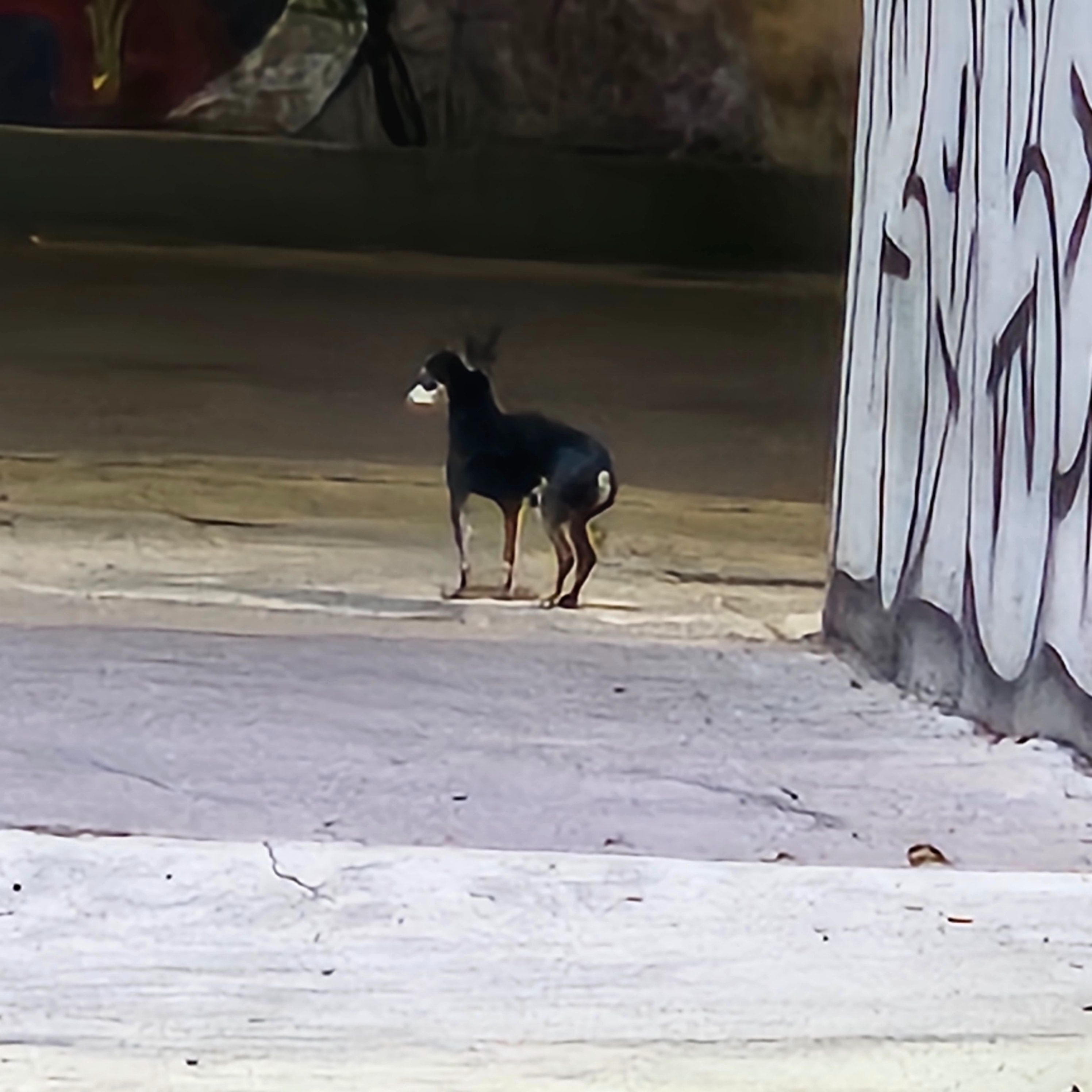 Chihuahua Negro con Miel Encon...