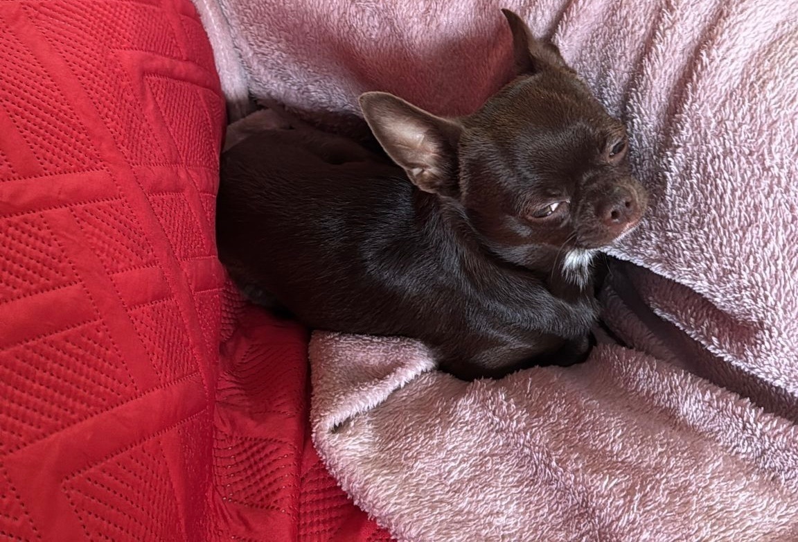 Chihuahua Marrón Perdido en Sa...