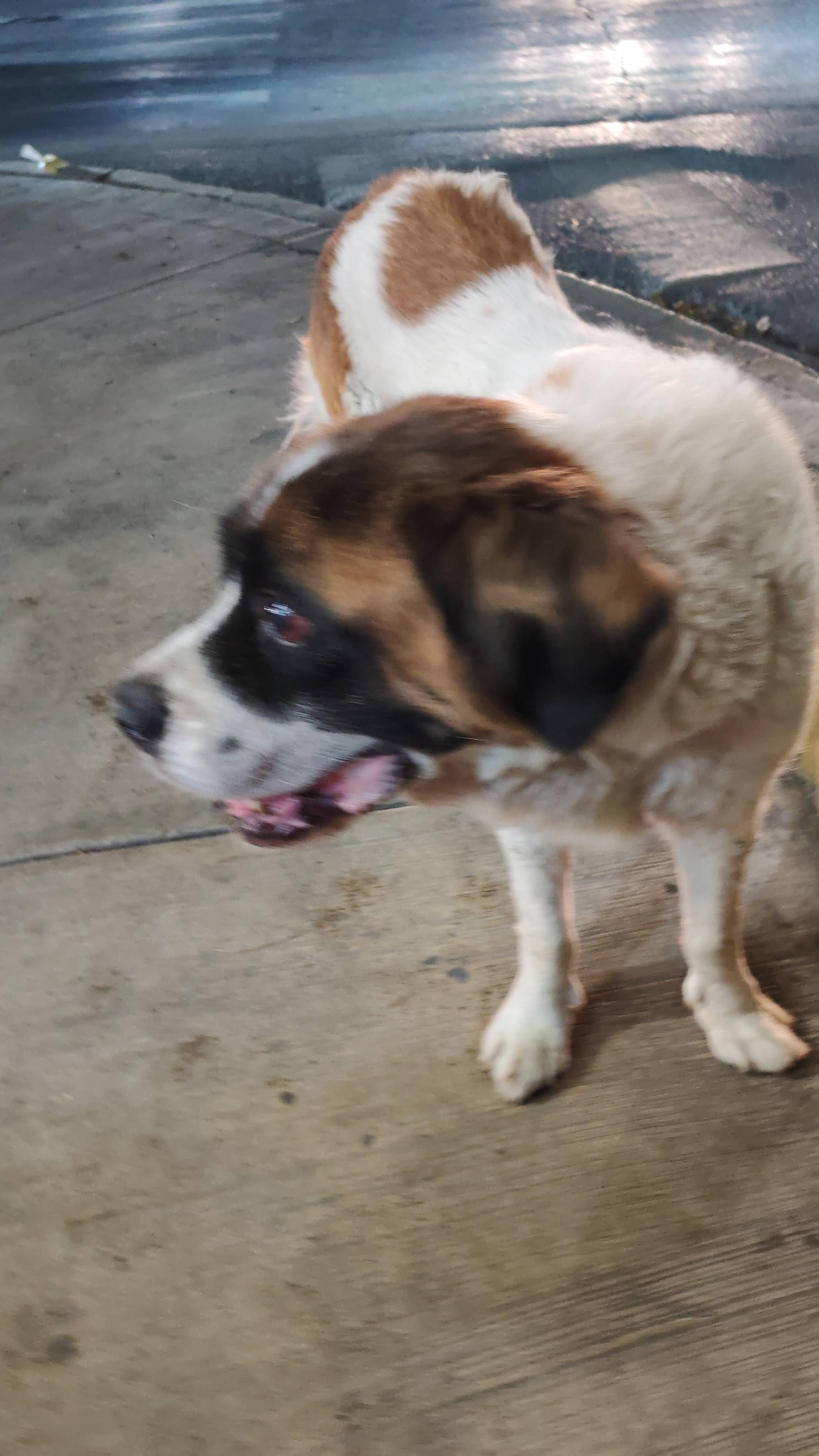 Perro encontrado San Nicolas de los Garza, foto: Perra encontrada: manchas claras y oscuras