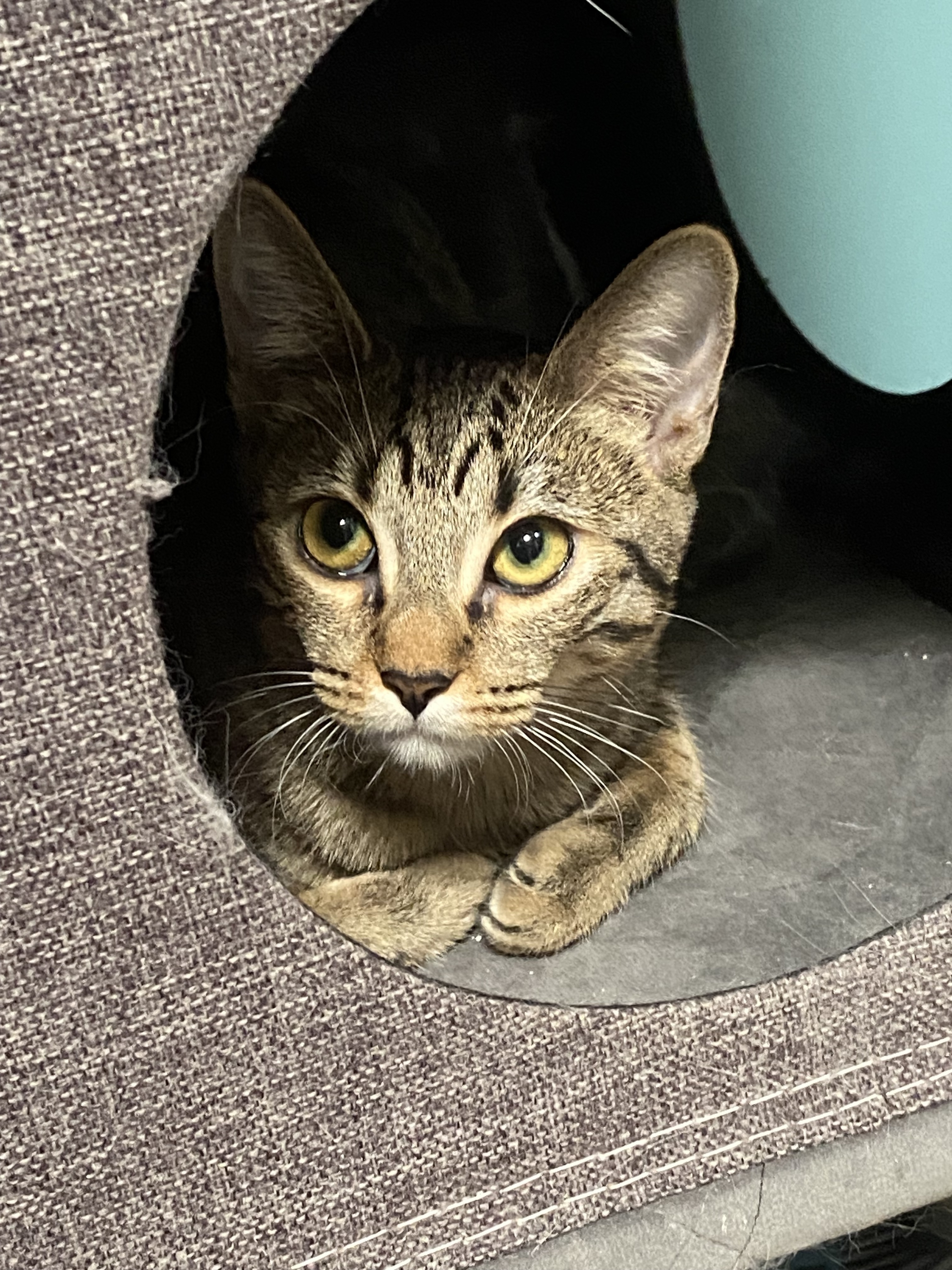 Gatita Atigrada Perdida en Leó...