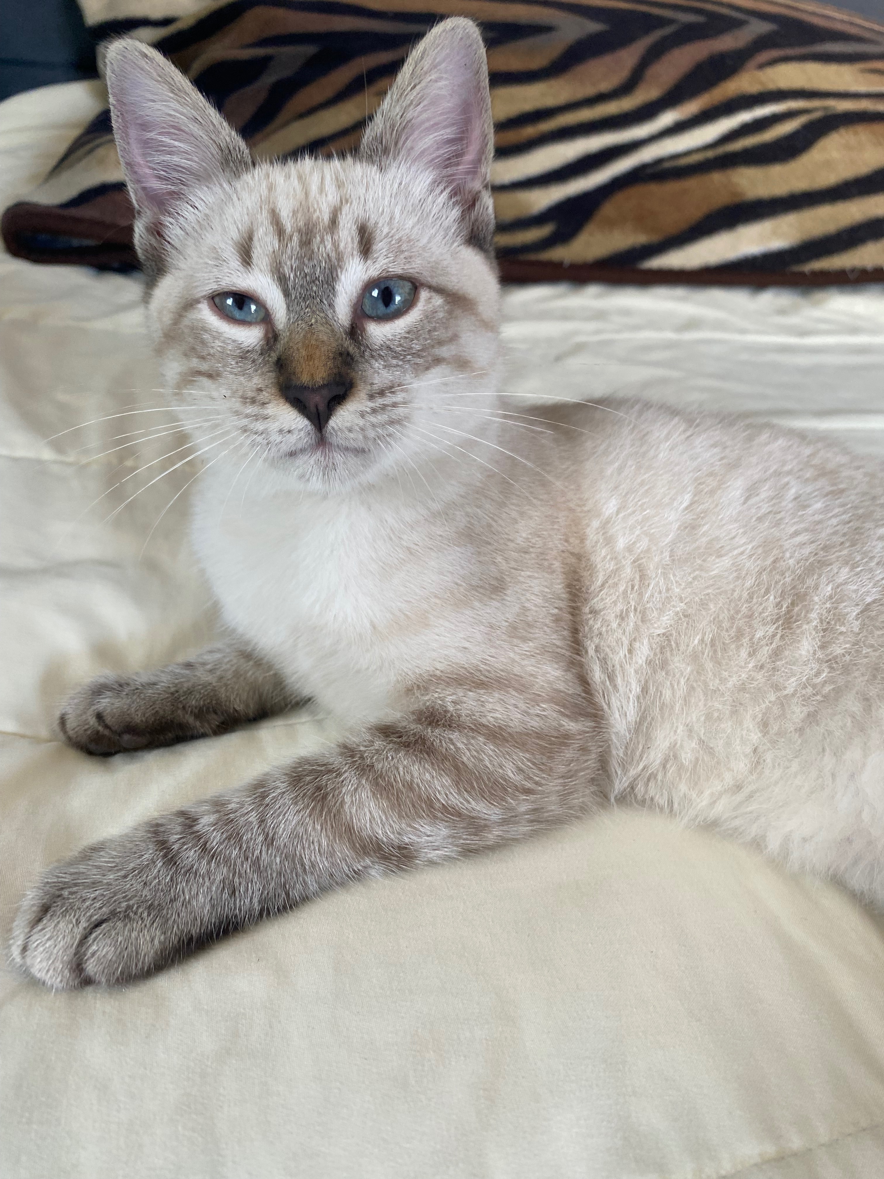 Gato Perdido: Lorenzo, Blanco con Patas Cafés