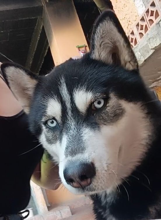 Perro Husky Perdido en Naucalpan: Colina Azul