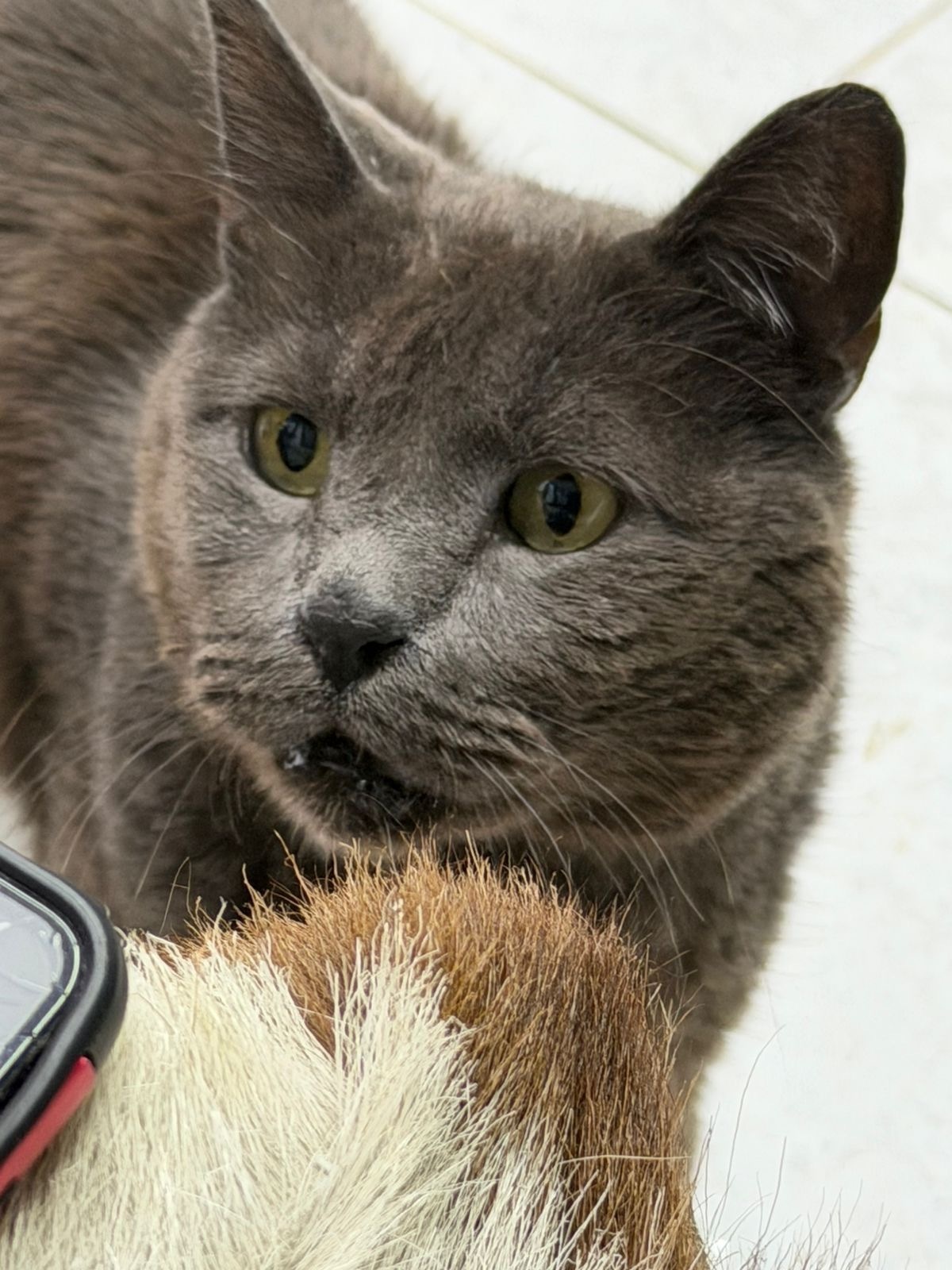 Gatito Gris Sociable Perdido e...