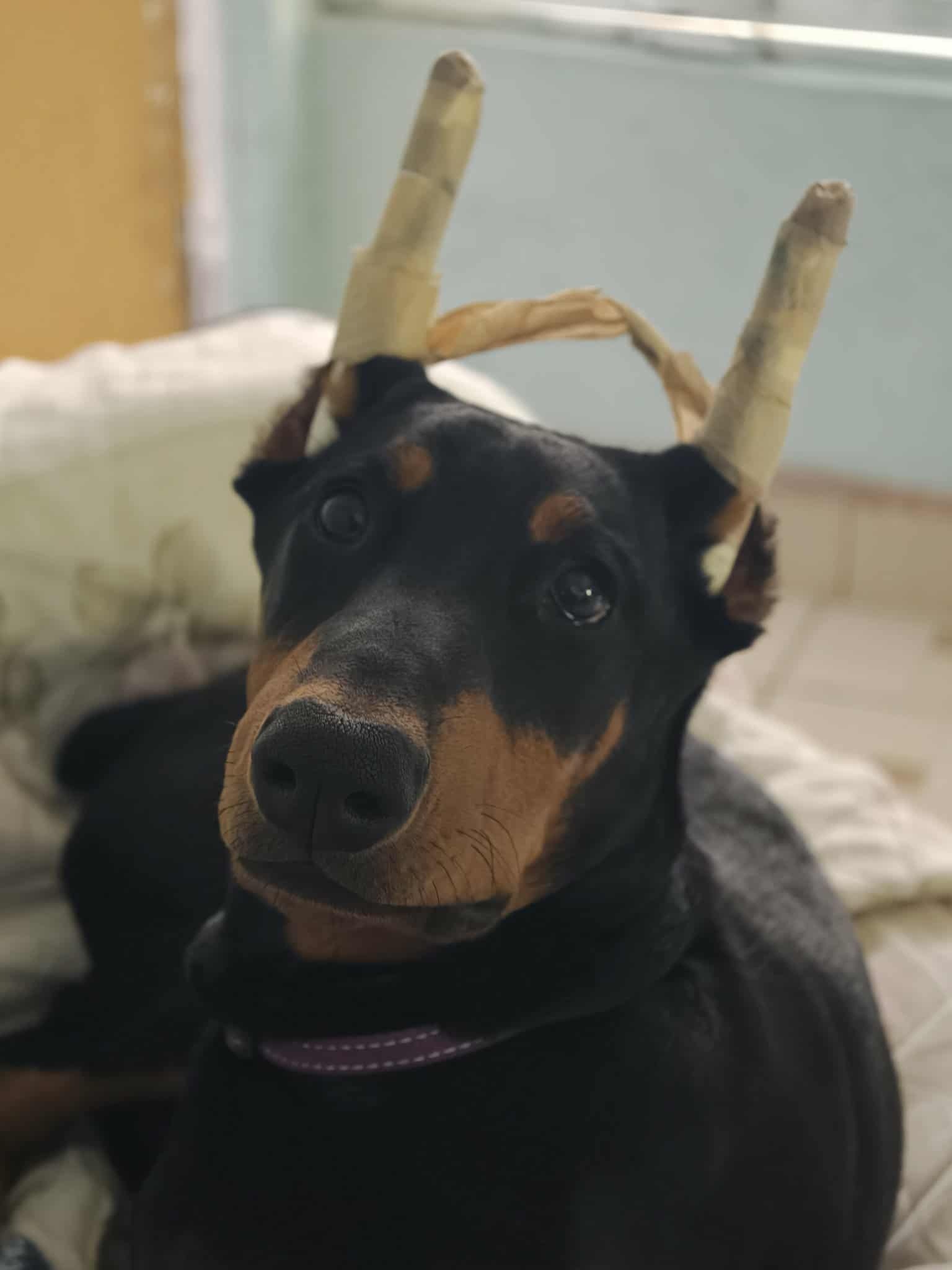 ¡Ayuda a Encontrar a Nala, Dóberman Perdida!