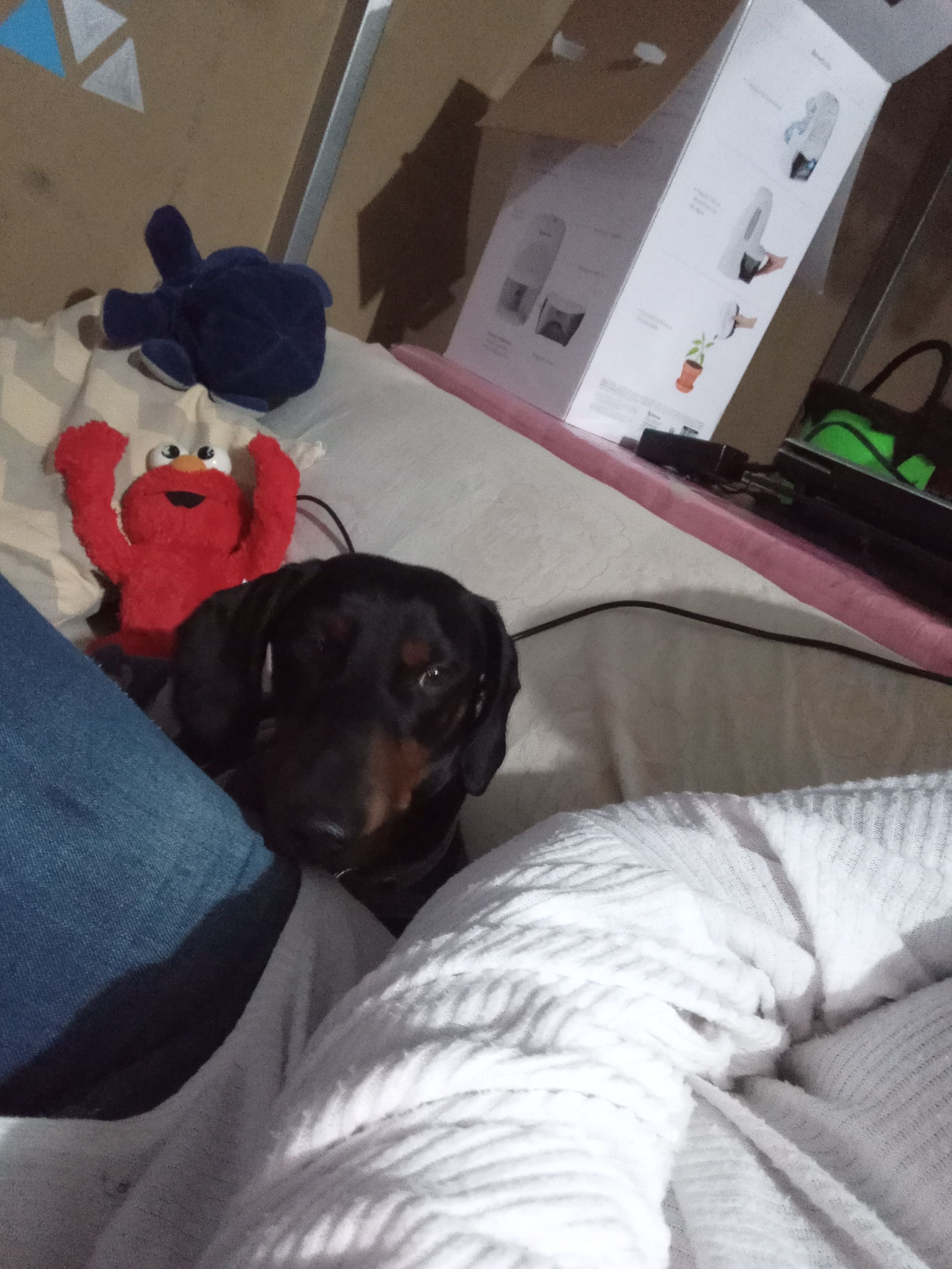 Perro Salchicha Perdido en Cha...