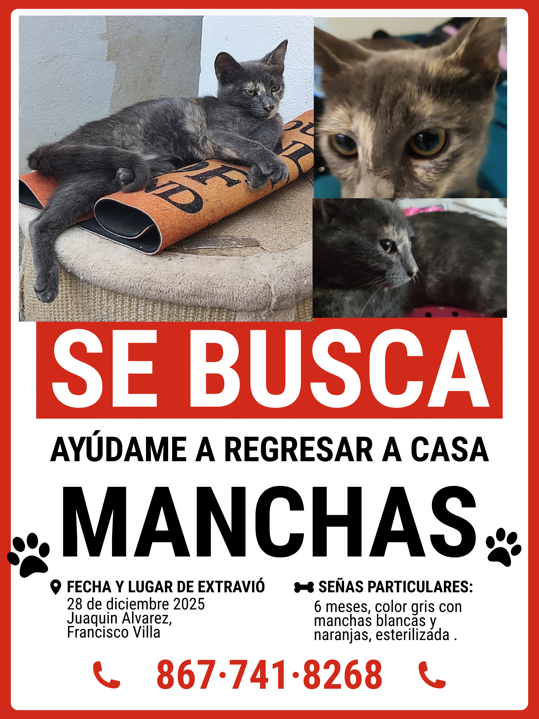 Gatita Gris Perdida: 6 Meses,...