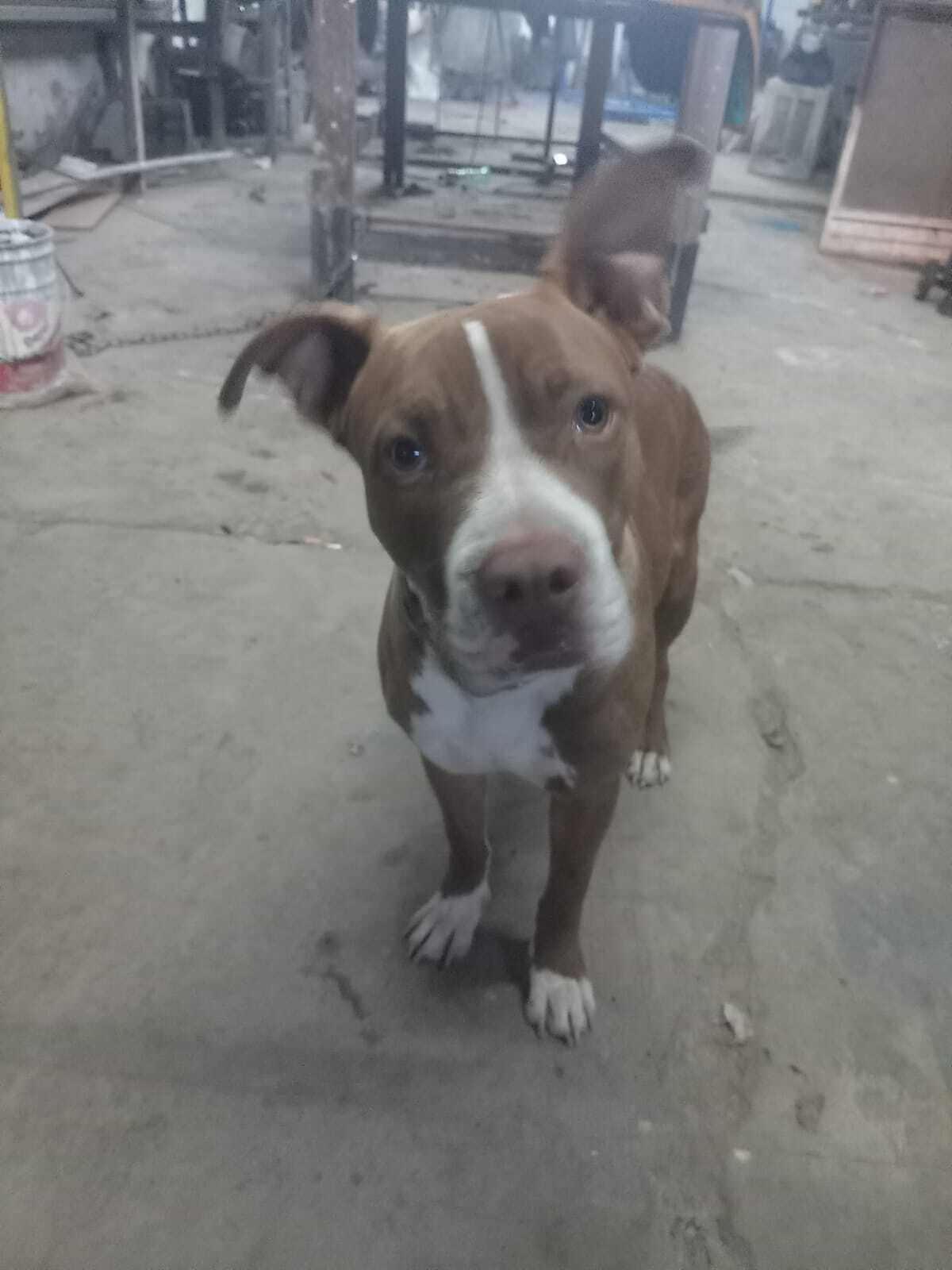 Perro perdido: Terry, marrón y blanco, Torreón