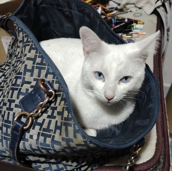 ¡Ayuda a encontrar a Max, gato blanco perdido!