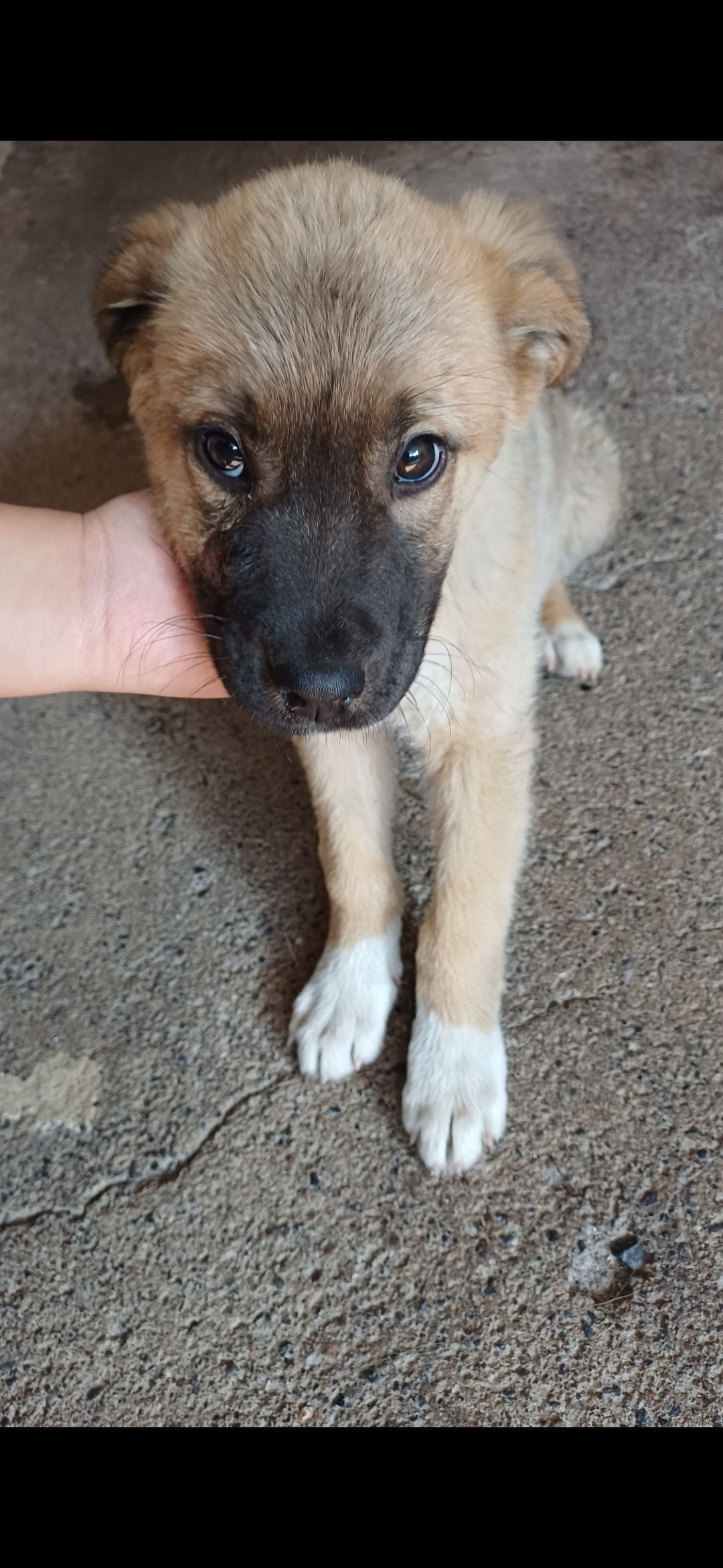 Perro Amigable con Patitas Bla...