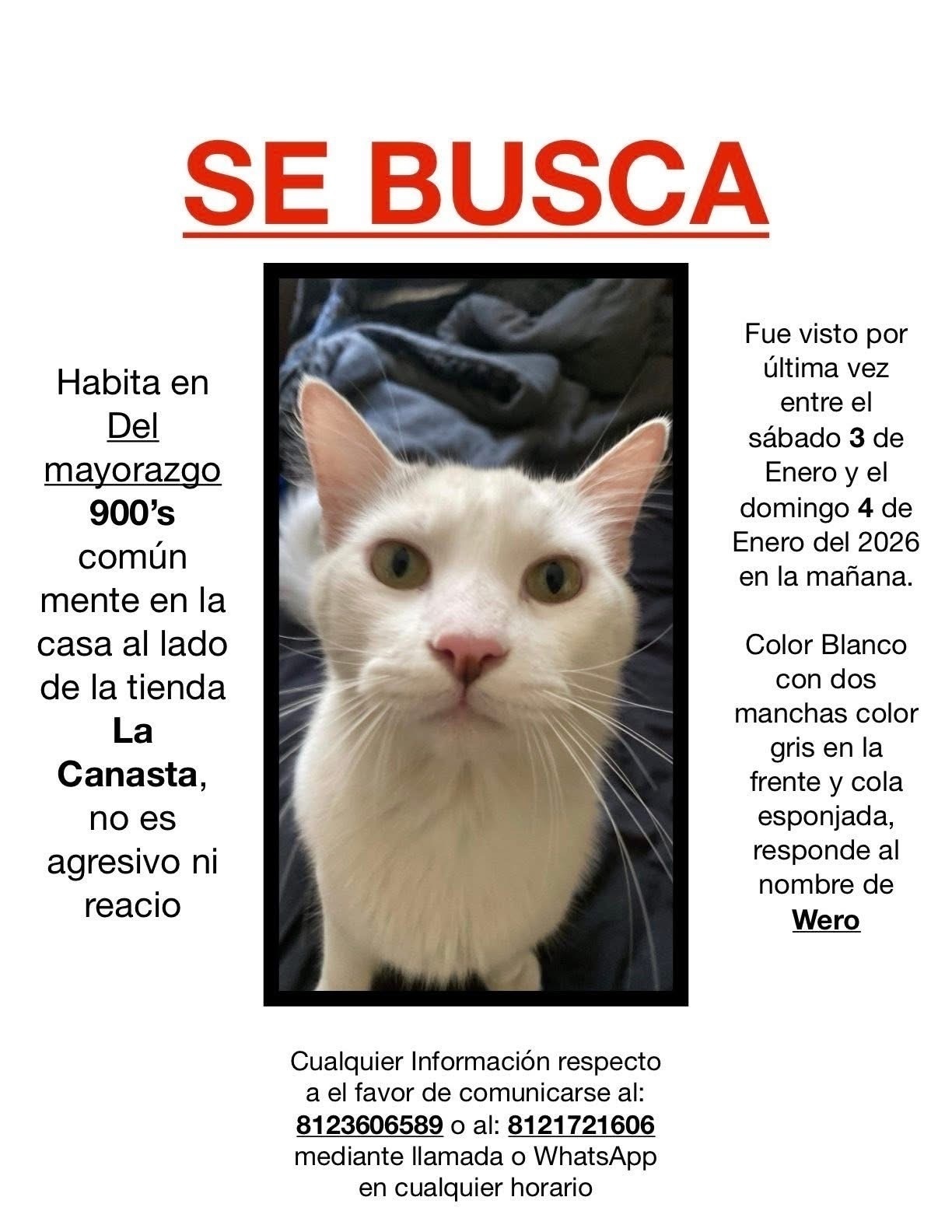 Gato Perdido: Wero, Manchas Grises, Guadalupe