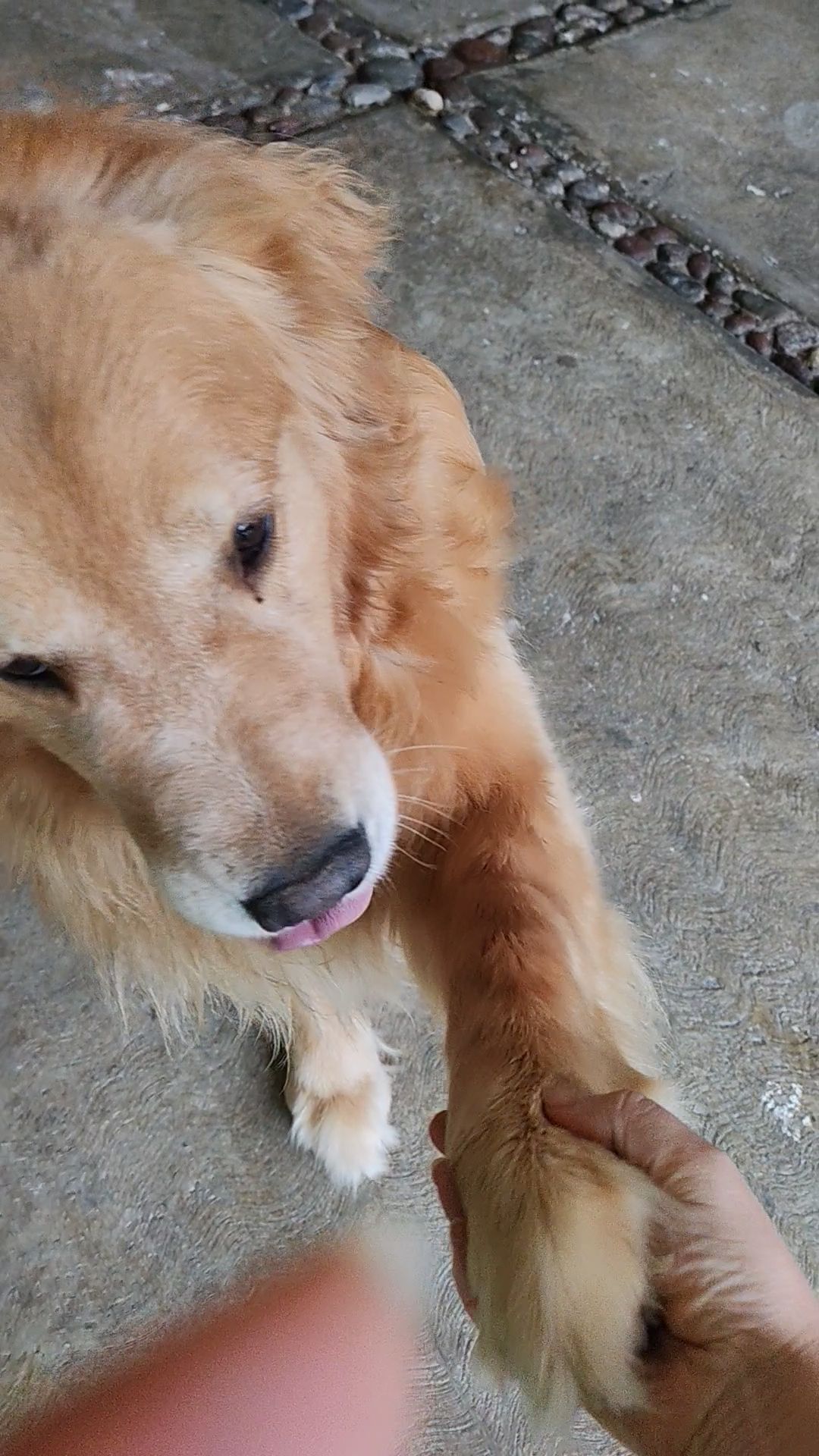 Perro Golden Rescatado en Cuer...