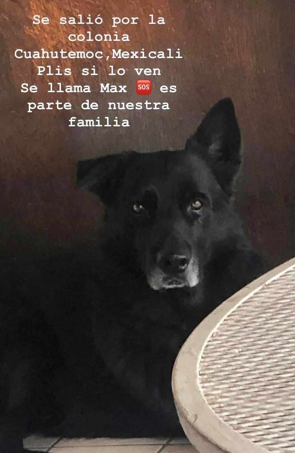 Pastor Alemán Negro Perdido en Mexicali