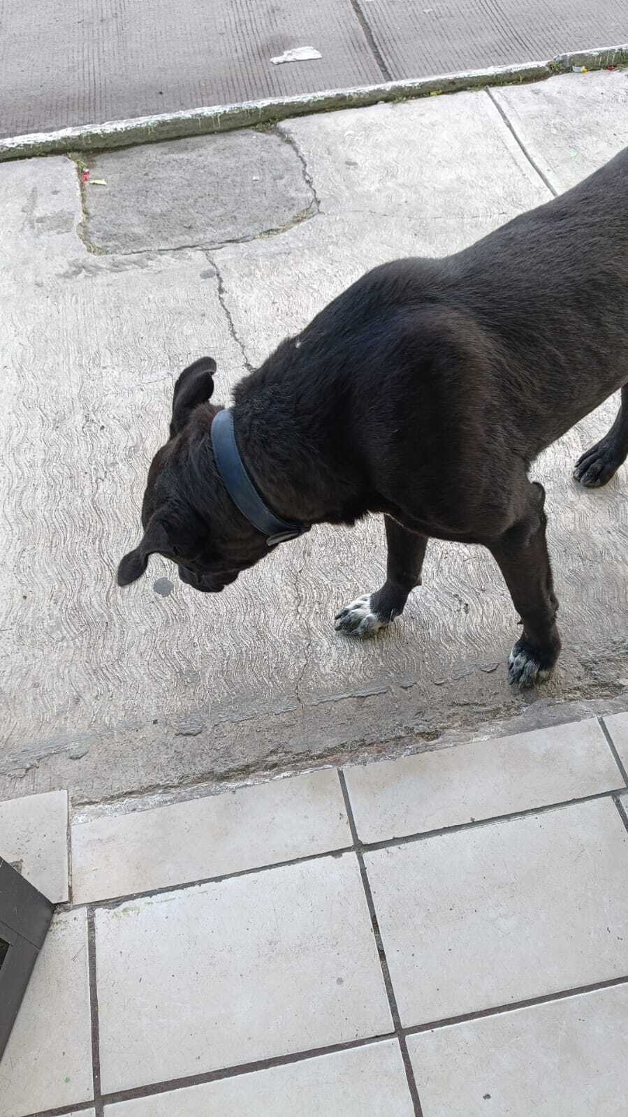 Perrito Negro con Collar Azul...