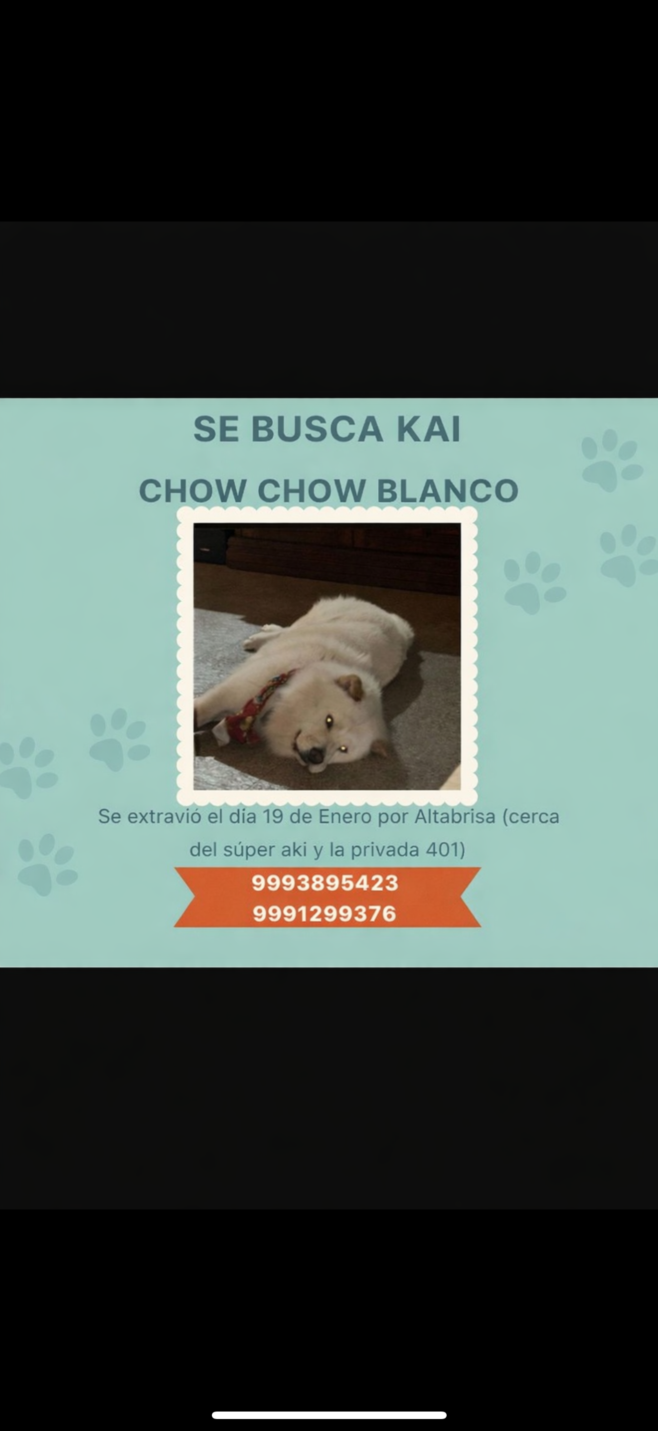 Perro Chow Chow Crema Perdido en Mérida