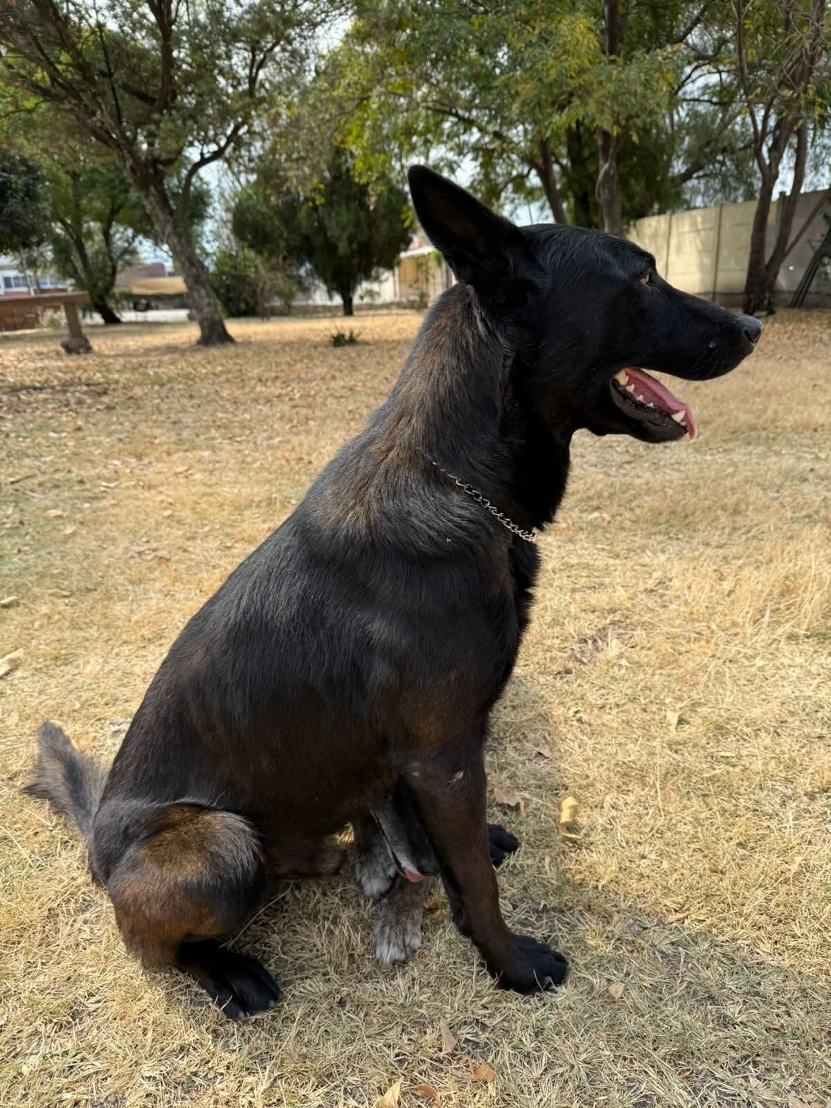 Perro Perdido en Cuautitlán Izcalli: Diablo