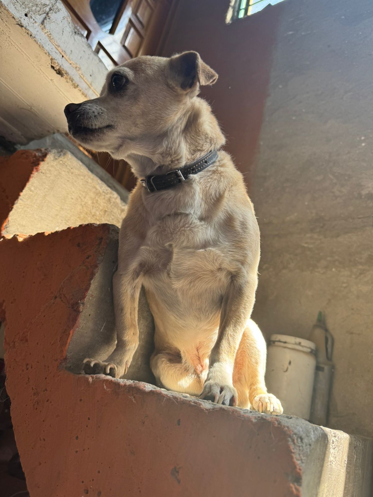 ¡Ayuda a encontrar a Poppy, Chihuahua perdido!