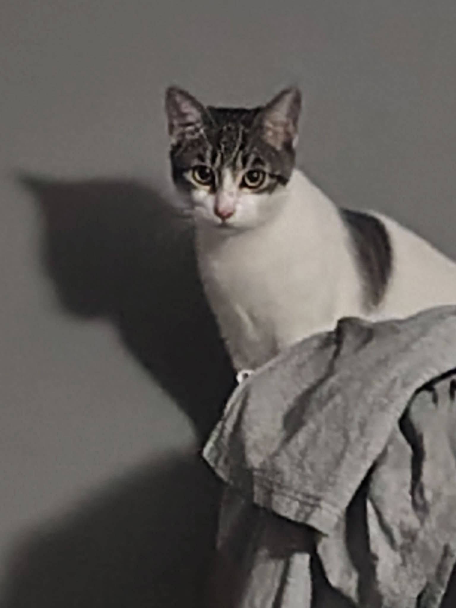 Gata perdida: 10 meses, cola torcida