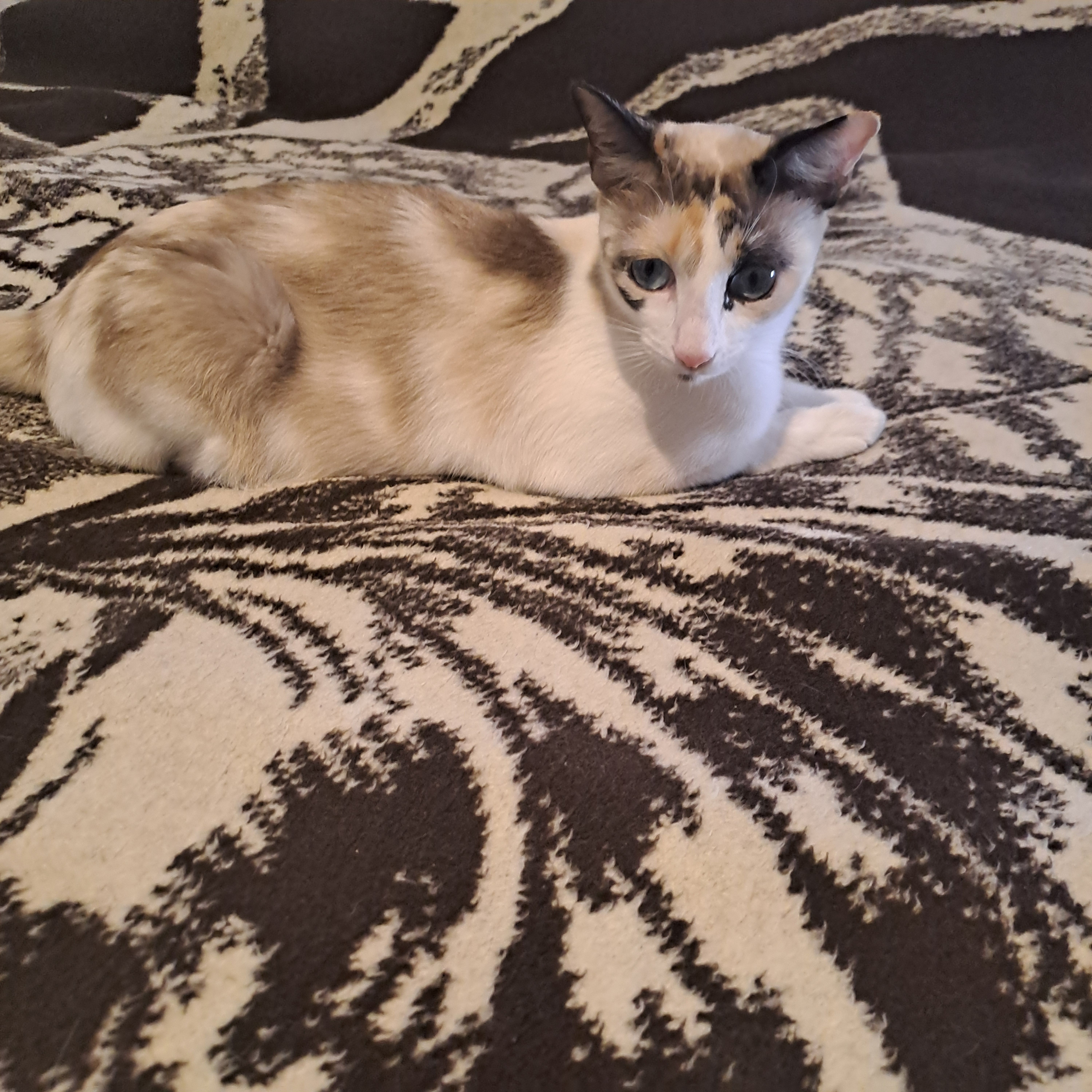 Se busca: Gata con manchas cafés y ojos azules