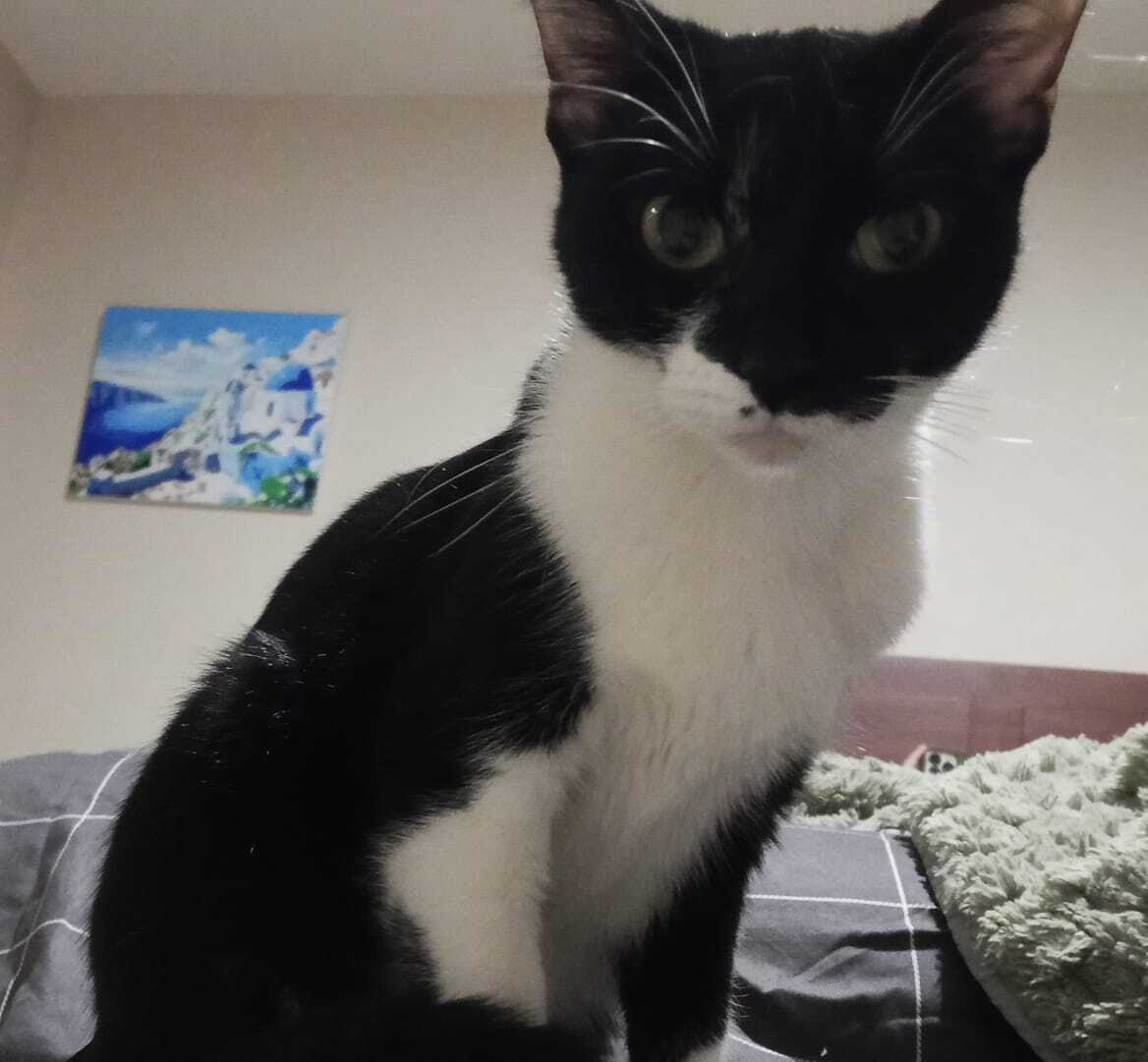 Se Busca: Gata Negra con Patas...