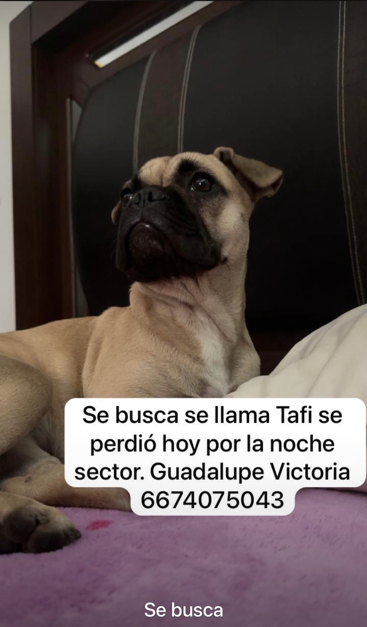 Color beig , afuera de mi casa entre 6:30’y 7:00 de la tarde el día domingo 15 de febrero en compañía de más perritos