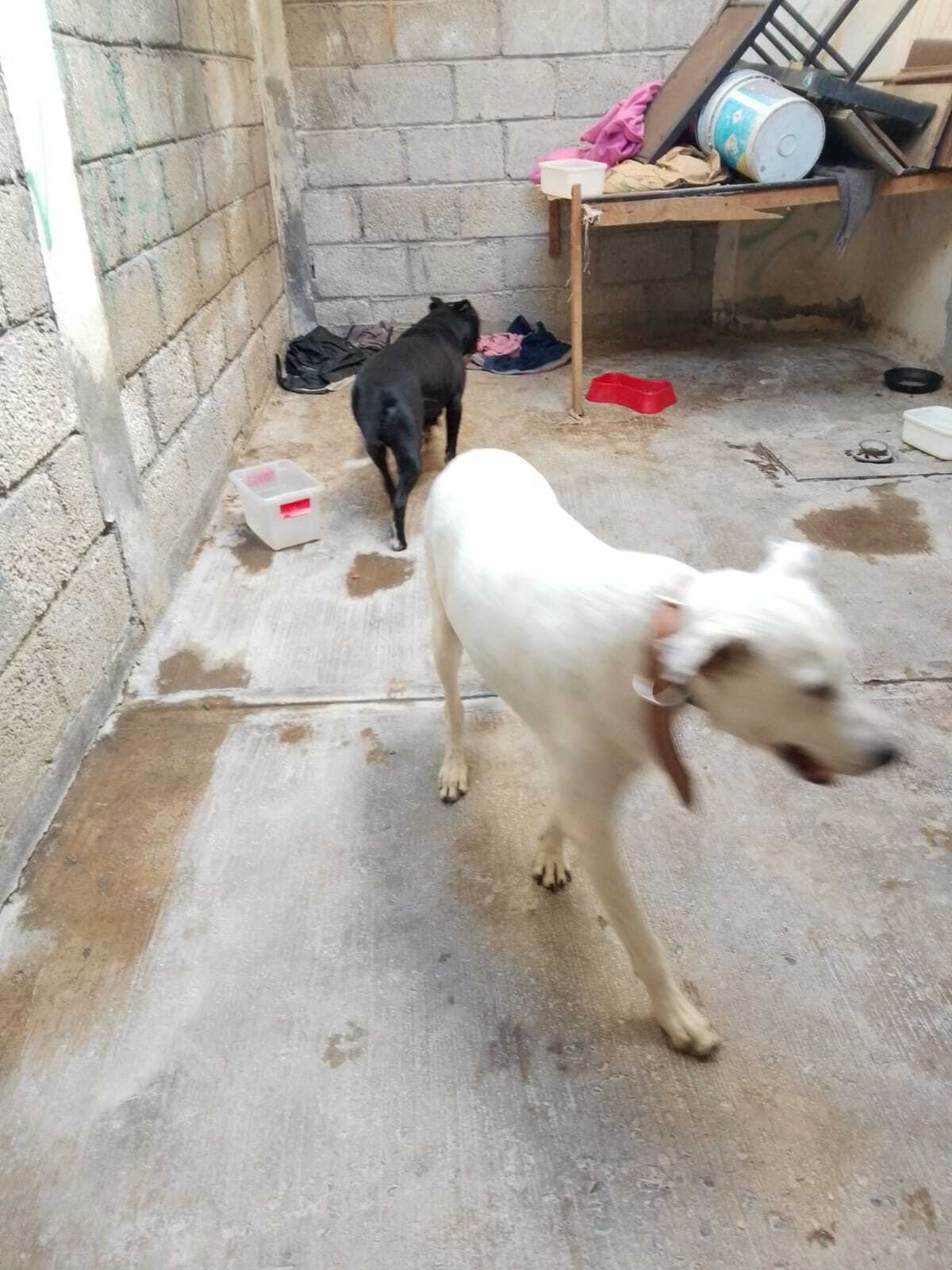 Perro Blanco Perdido en Barrio La Laguna