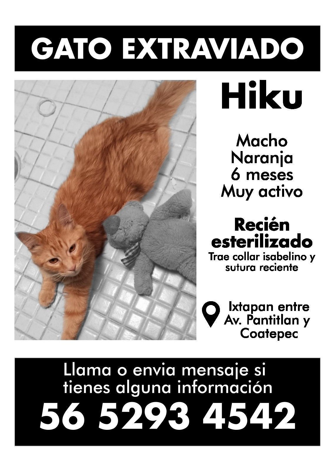 Gato Naranja Perdido en Ciudad Nezahualcóyotl